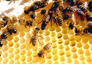 النحل والكسل لا يجتمعان.. العلم يكشف سر النشاط