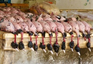 ​ممنوعیت صید و شکار، خرید، فروش، حمل و عرضه پرندگان مهاجر در مازندران