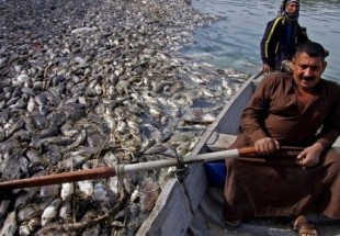 نفوق عشرات الآلاف من أطنان السمك بالعراق