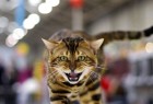 ماجرای جنجالی «فشن‌شو گربه‌ها» در پایتخت/ از هزینه ۵۰۰ هزار تومانی دوره تخصصی تا مجوز‌های دروغین+تصاویر