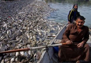 الصحّة العالميّة تُؤكّد تسمّم الفرات بسبب نفوق الأسماك