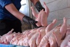 ​افزایش تقاضا؛عامل گرانی مرغ/مردم نه گوشت می‌توانند بخرند نه ماهی