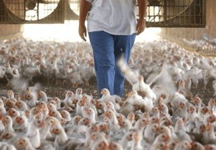 اظهارات عجیب دبیر انجمن مرغداران: باید آستانه تحمل مردم را در برابر مرغ گران بالا برد