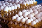 ​کاهش ۲۵۰۰ تومانی قیمت تخم مرغ/ دولت واردات را متوقف کند