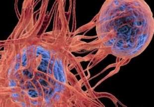 علماء يطورون فايروس يدمر الخلايا السرطانية