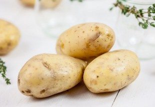 طفرات جينية ضارة تؤثر على انتاج البطاطا