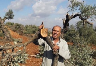 Settlers chop down Palestinian olive trees in West Bank