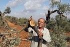 Settlers chop down Palestinian olive trees in West Bank