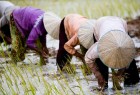 EU imposes tariffs on rice imports from Cambodia