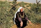 Israel bulldozes Palestinian olive grove in West Bank