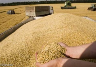 سوريا تشتري 200 ألف طن من القمح الروسي