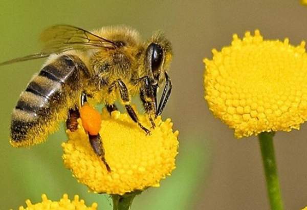 ​شناسایی ژن ضدانقراض در زنبورهای عسل