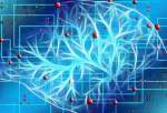 کشف شکل جدیدی از ارتباط نورون‌ها در مغز