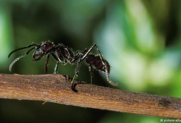 دراسة: النمل يميز بين الرياح والأخطار عبر الاهتزازات