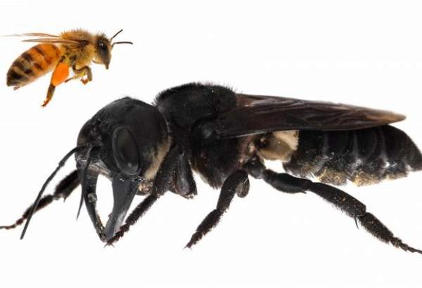 العثور على نحلة "والاس" العملاقة بعد سنوات من الاختفاء