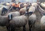 واردات 50 هزار رأس گوسفند زنده تا پایان هفته