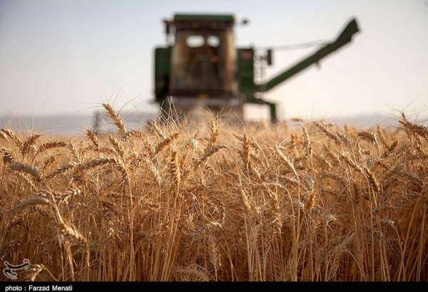​پیش بینی افزایش تولید گندم کشور با وجود سیل/ خودکفایی امسال هم تکرار می‌شود