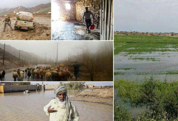 دو روی سکه سیل در سیستان و بلوچستان/ رونق مجدد کشاورزی و دامداری