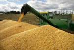 افزایش قیمت گندم و ذرت در بازارهای جهانی