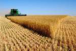 پیش‌بینی افزایش ۱.۲ میلیون تنی تولید گندم در سال ۹۸