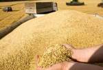 کاهش شدید قیمت گندم در بازارهای جهانی