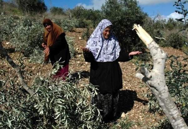 الاحتلال يقطع  عشرات الاشجار ببلدة العيسوية في القدس