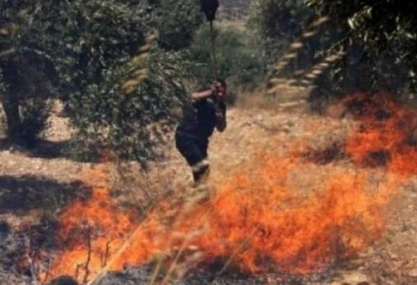 فلسطين المحتلّة: اعتقالات وإحراق لأشجار الزيتون في الضفة الغربية