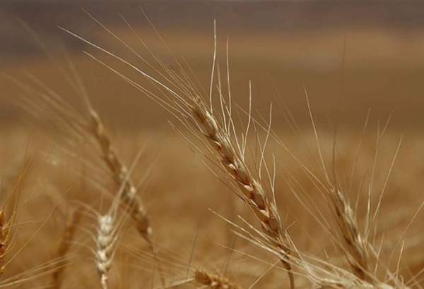 معاون وزیر جهاد کشاورزی: ایران برای چهارمین سال در تولید گندم خودکفا شد