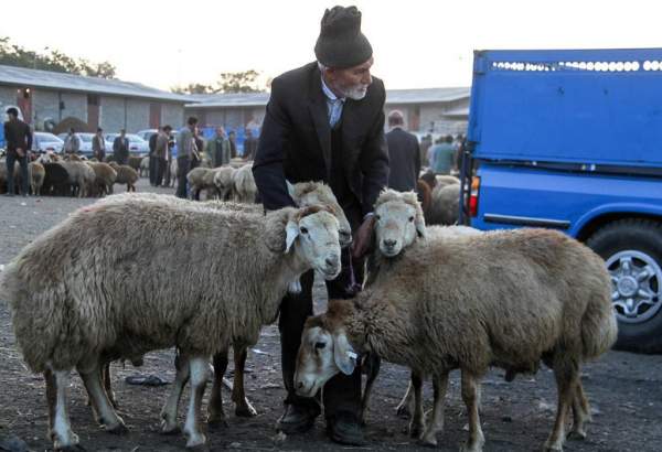 قیمت ۴۷هزارتومانی گوسفند زنده یک روز قبل عید قربان