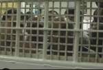 Lawmaker warns of intensified aggression against Palestinian prisoners in Israeli jails
