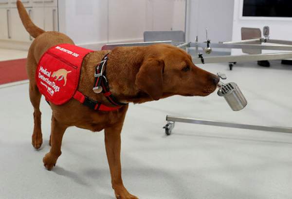 UK researchers test dogs