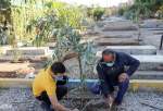 Tree planting ceremony held in Armenians cemetery for Christmas (photo)  