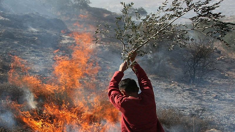 أشجار الزيتون في نابلس ضحية جديدة لإرهاب المستوطنين الصهاينة