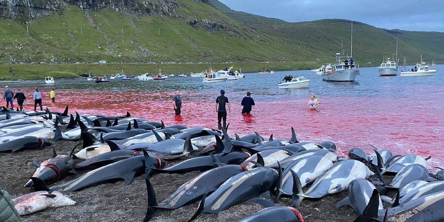 هزاران دلفین و نهنگ در جزایر دانمارک قتل عام شدند