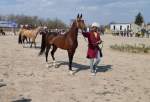 نخستین جشنواره زیباترین اسب نژاد اصیل ترکمن در گلستان  
