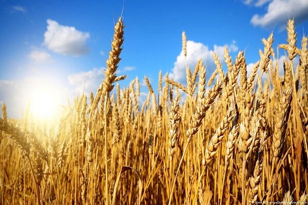 یک میلیون و ۴۱۱ هزار محموله گندم خریداری شده است