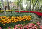 جمال زهور التوليب وهندسة ‘الحديقة الإيرانية’ في طهران  