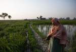 غذائی تحفظ اور زرعی جدیدیت کے چیلنج سے نمٹنے کے لیے پاکستان کی حکمت عملی
