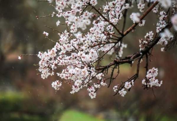 Spring blossoms in Iran’s Kurdistan province (photo)  