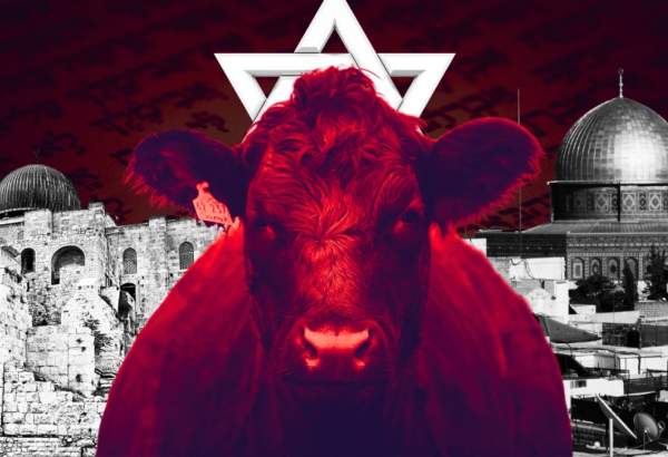سرخ گائے پروجیکٹ: اسرائیلی حکومت کا الاقصیٰ میں یہودی ہیکل کی دوبارہ تعمیر کا منصوبہ