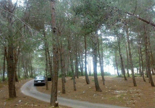 غابة من اشجار الصنوبر