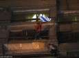 مواطن مصري ينزع العلم الصهيوني عن مبنى السفارة الصهيونية