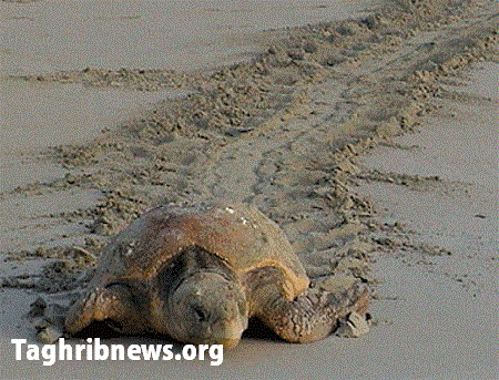 احدى السلاحف البحرية النادرة التي وجدت على الشاطئ