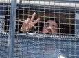 منظمة العفو الدولية: تدعو "اسرائيل" لاطلاق سراح الاسرى الفلسطنيين