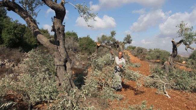 A Palestinian farmer from the village of Qaryut inspects the remains of his olive trees on October 9, 2012, after they were uprooted overnight by Israeli settlers.