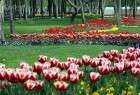 Tulips bring spring for the holy city of Mashhad, Northeastern Iran (photo)  <img src="/images/picture_icon.png" width="13" height="13" border="0" align="top">