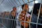 وضعیت نابسامان اسرای فلسطینی در زندان های رژیم صهیونیستی