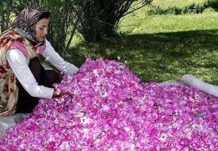 Iran, biggest producer of rosewater in world