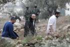 Israeli settlers attack Palestinian homes in West Bank