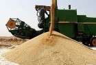 Iran bans wheat imports: Agency